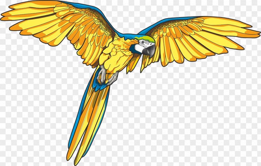Flying Parrot Bird Flight PNG
