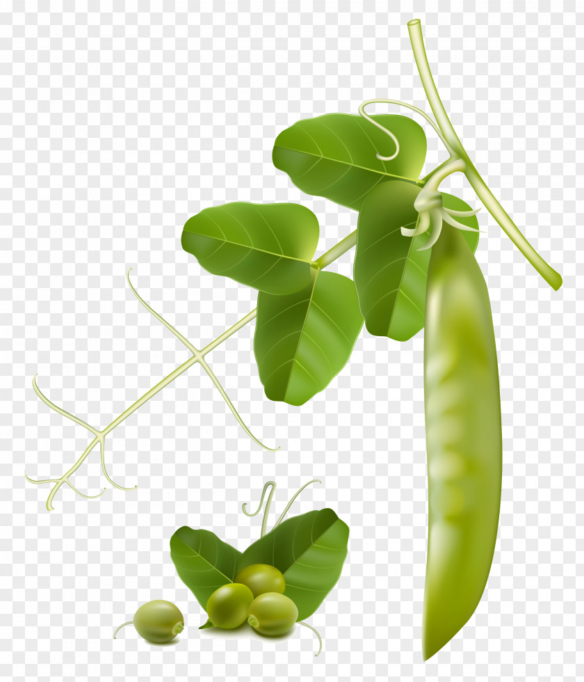 Pea Snow Vegetable Snap Clip Art PNG
