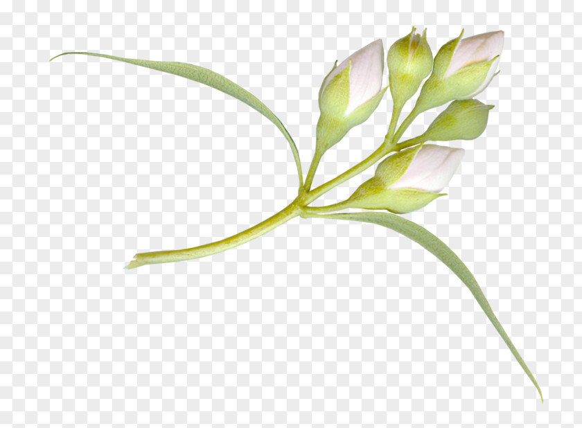 Pedicel Plant Lily Flower Cartoon PNG