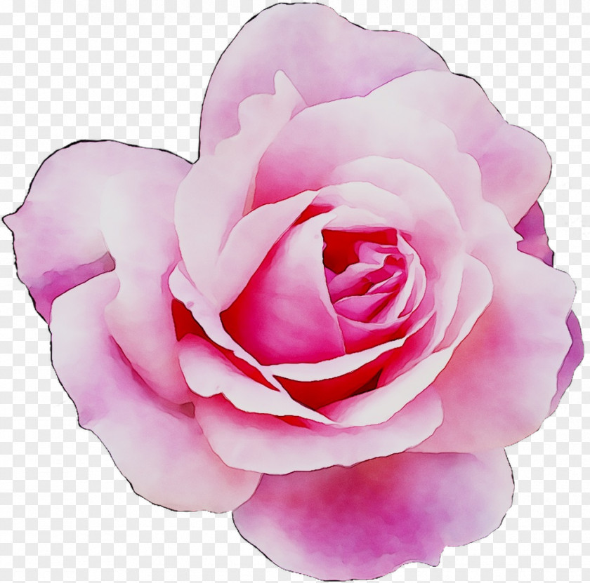 Garden Roses Cabbage Rose Floribunda PeekYou PNG