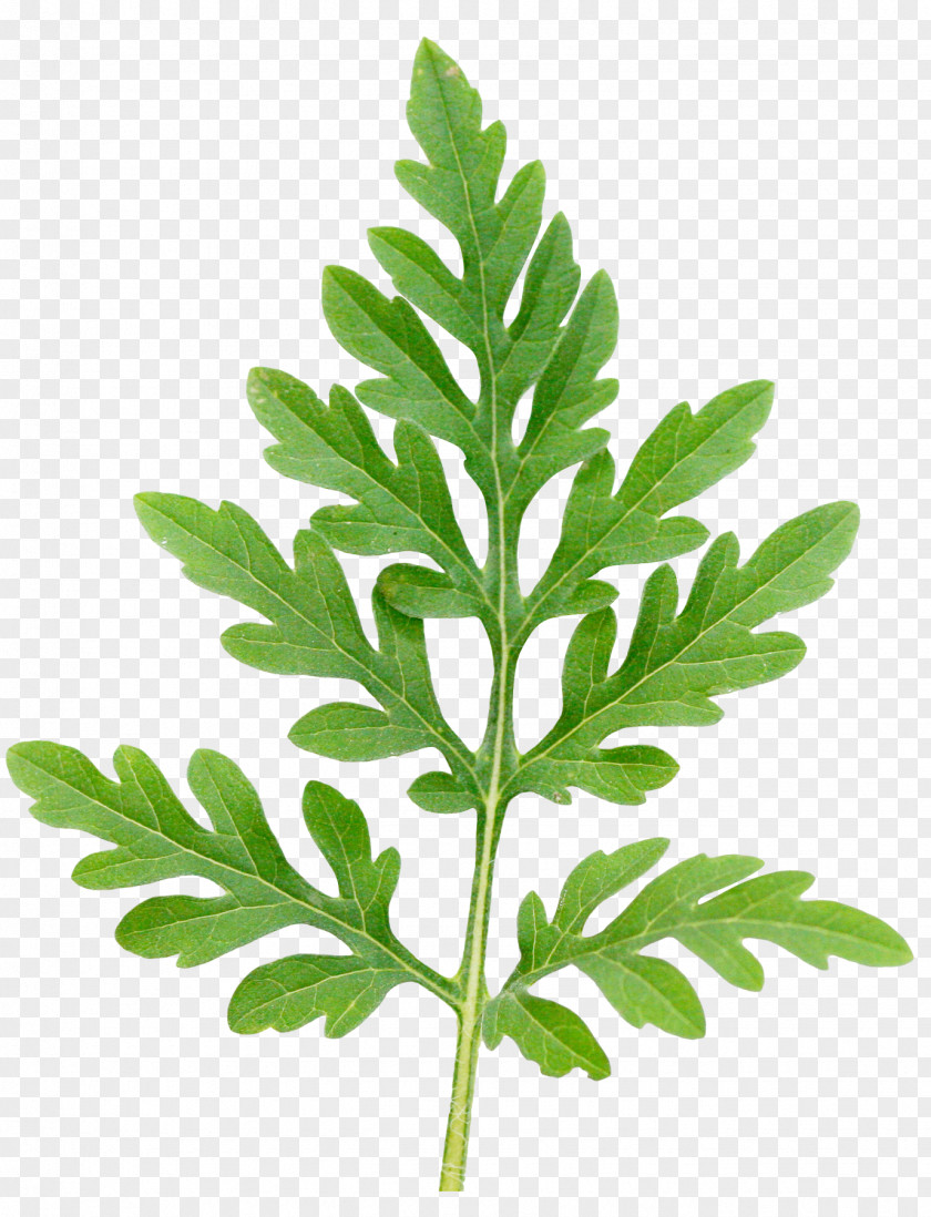 Leaf Annual Ragweed Ambrosia Trifida Ambrosioides Plant PNG