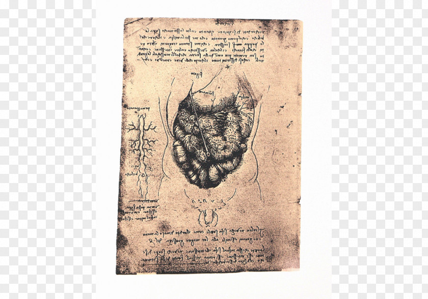 Leonardo Da Vinci The Notebooks Of Anatomy Paper Facsimile PNG