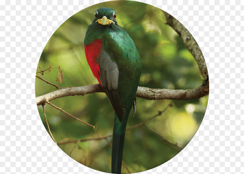 Red Mangrove Krantzkloof Nature Reserve Bird Flora Fauna Parrot PNG