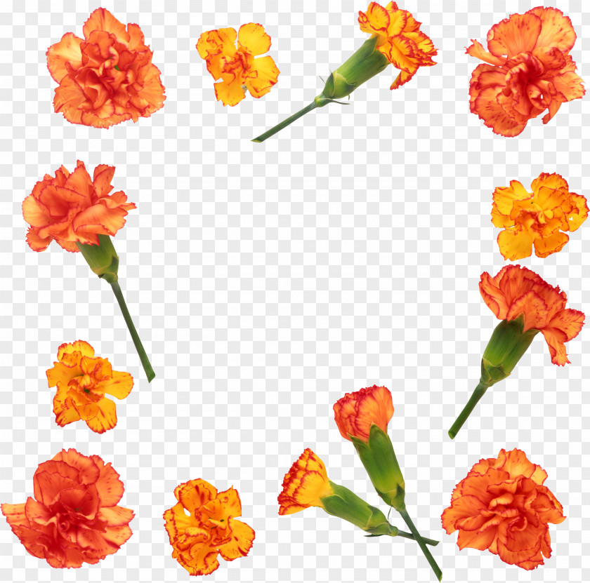 CARNATION Carnation Flower Stock Photography Clip Art PNG