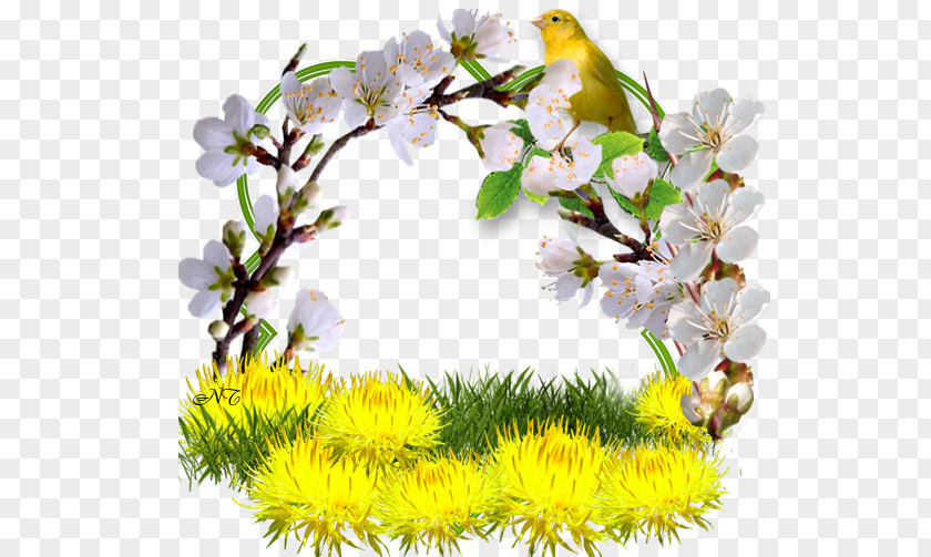 Dandelion Spring Odnoklassniki Flower Clip Art PNG