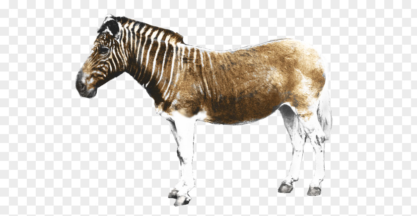 Horse Quagga Project Cape Province Zebra PNG
