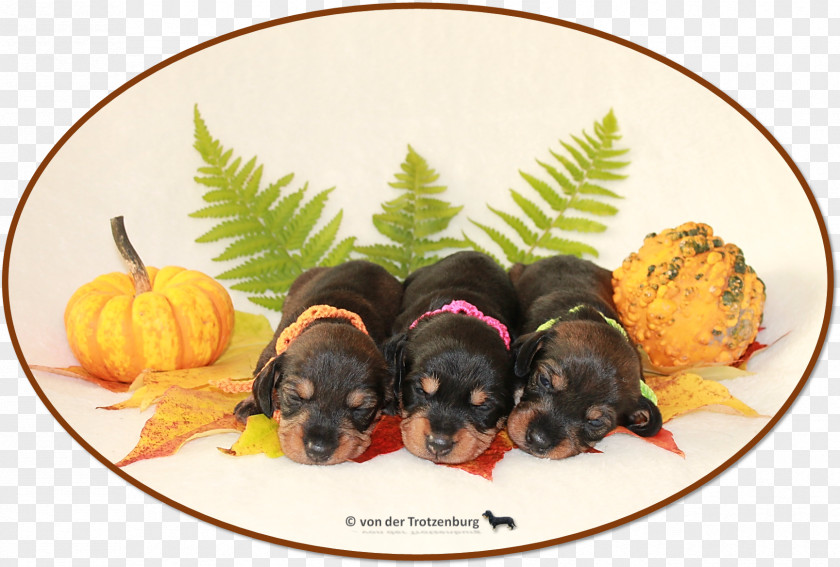 Puppy Dog Breed Breeder PNG