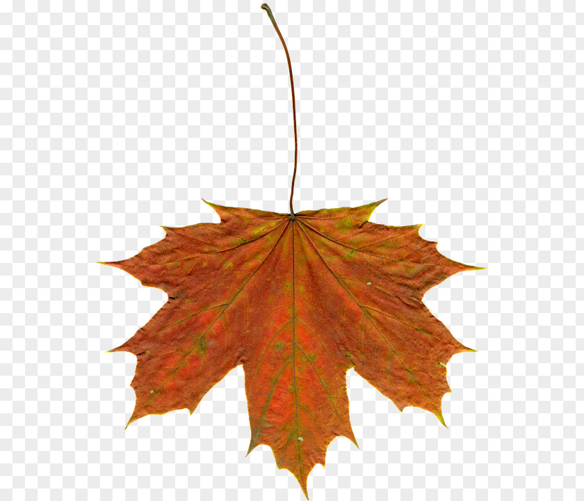 WATERCOLOR LEAF Autumn Leaf Color Maple Clip Art PNG