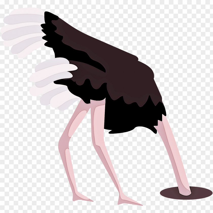 Bird Ostrich Beak Wing PNG