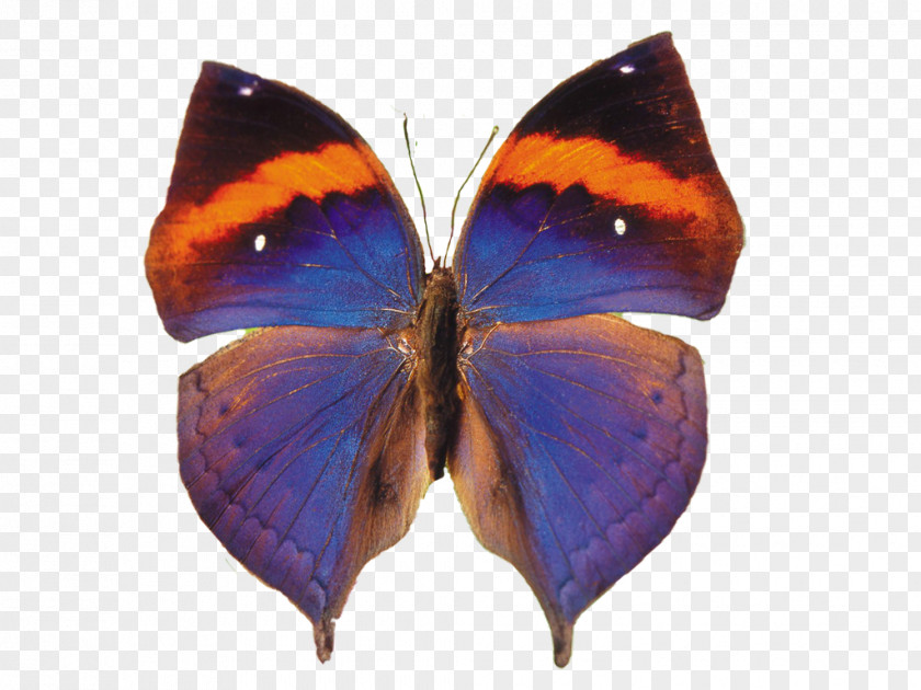 Butterflies And Moths Animaatio Computer Animation PNG