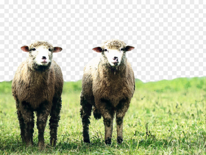 Goat Royalty-free Blackhead Persian Sheep Clip Art Agriculture PNG