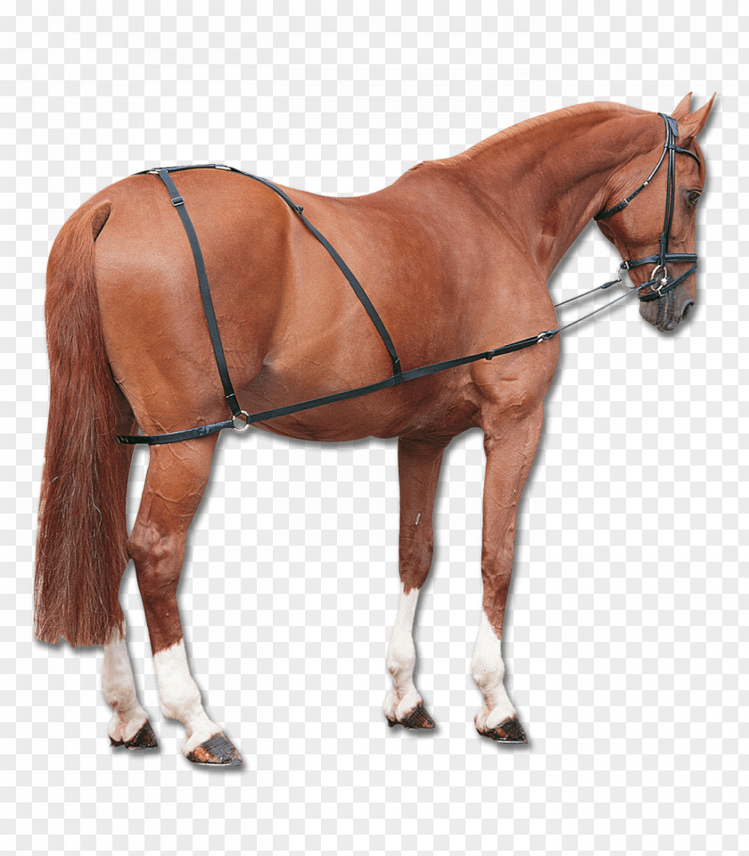 Horse Longeing Equestrian Martingale Rein PNG