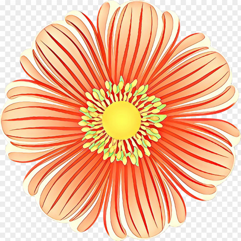 Peach Daisy Family Flowers Background PNG
