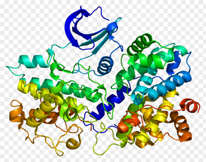 Protein Cyclin-dependent Kinase Cyclin E1 Cell Cycle PNG