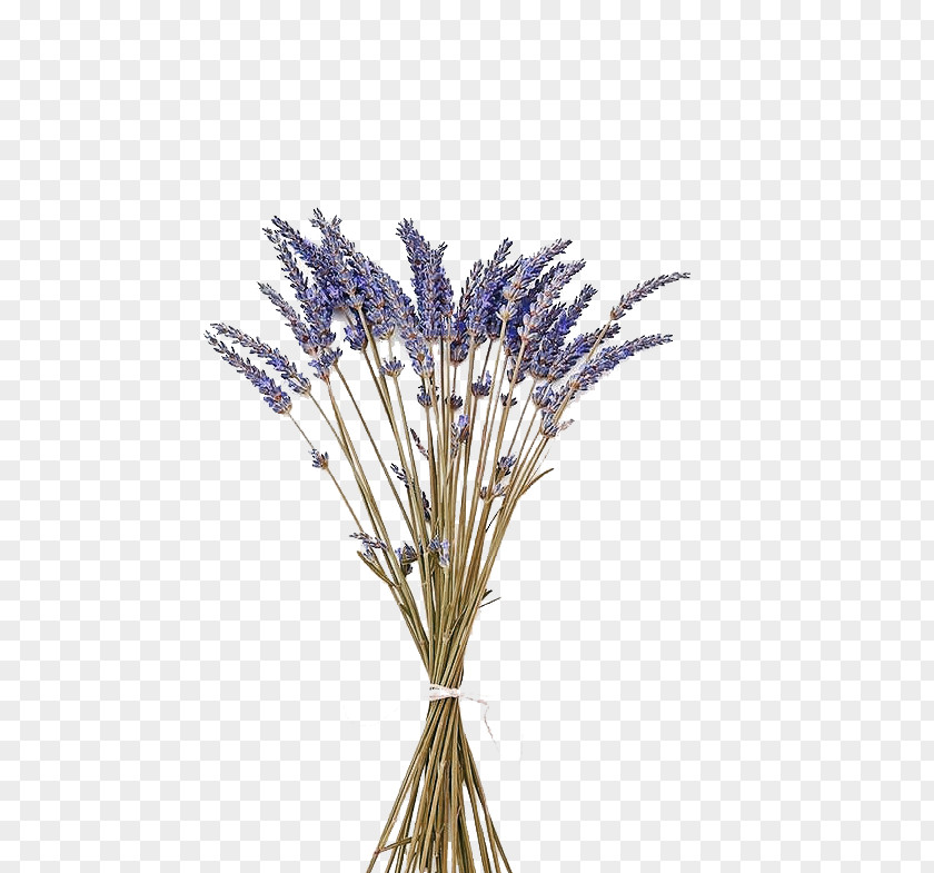 Purple Lavender With Dried Flowers English Flower Oil Stock Photography PNG