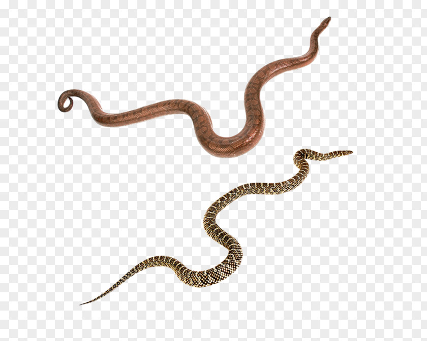 Snakes Vipers Reptile Black Mamba Green Anaconda PNG