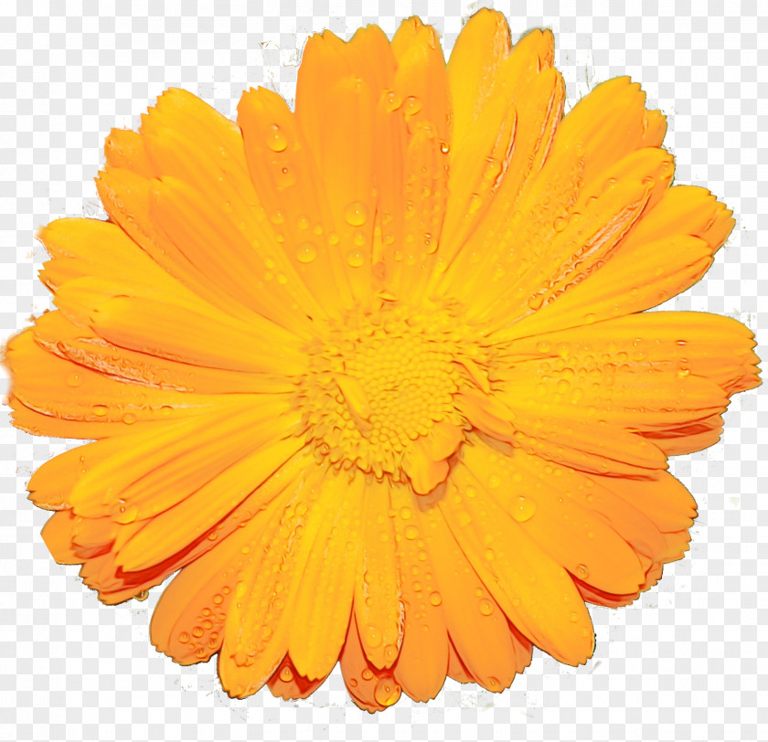 Cut Flowers Plant Orange PNG