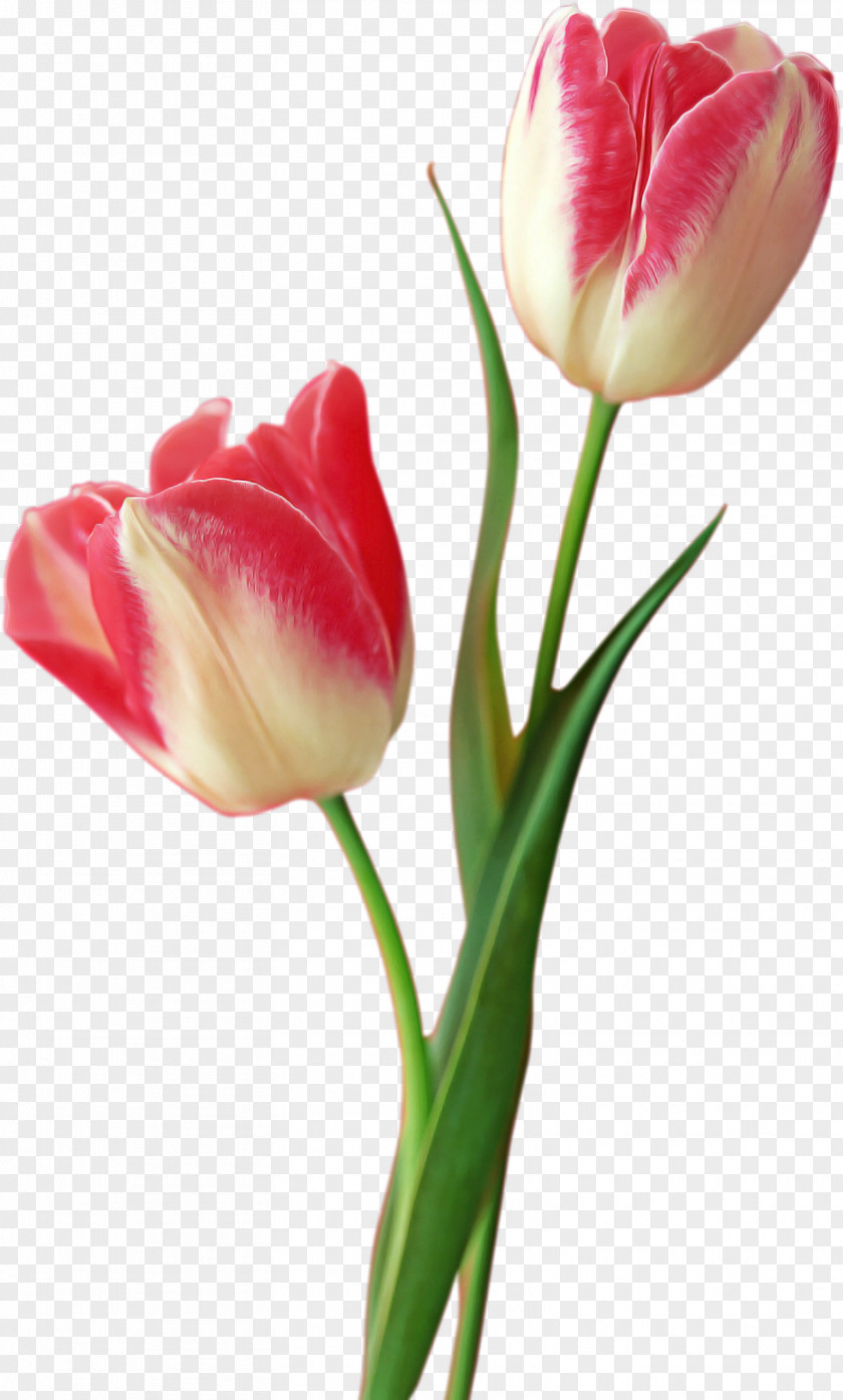 Pink Pedicel Flower Tulip Petal Cut Flowers Plant PNG