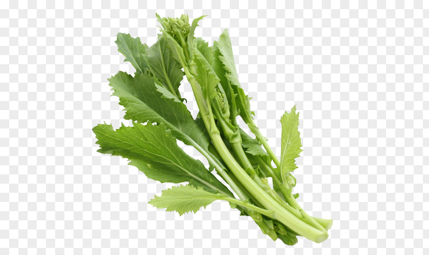 Vegetable Broccoletto Coriander Food Rapini PNG