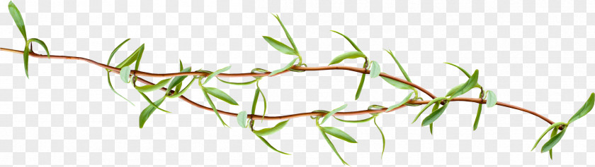 Bee Leaf Twig Tree Plant PNG