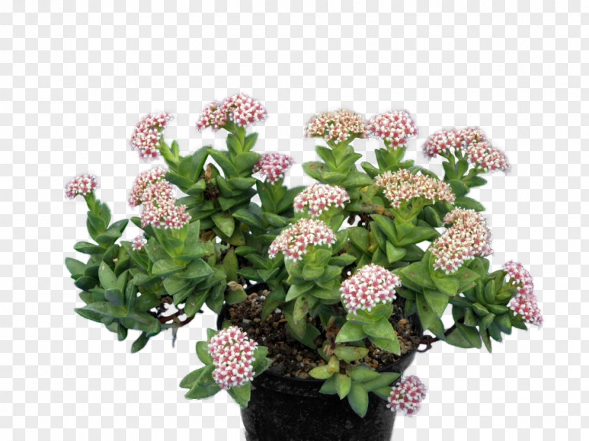 Plant Succulent Crassula Perforata Living Stone Pigmyweeds PNG