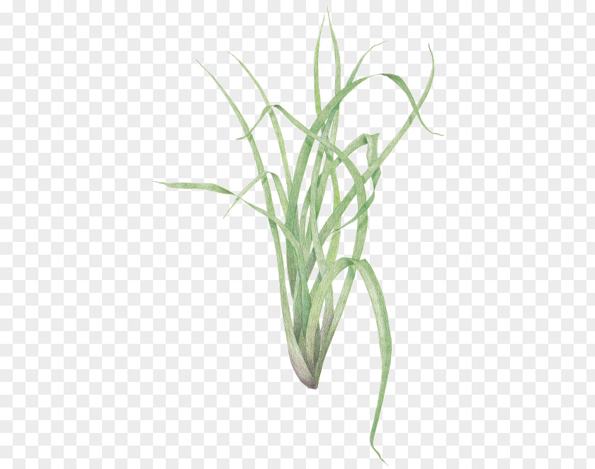 Plant Sweet Grass Cymbopogon Citratus Propagation Herb PNG