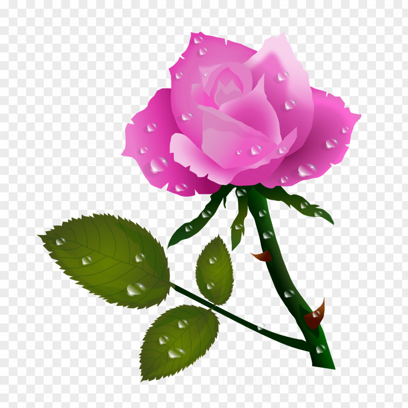 Rosas Rose Flower Clip Art PNG