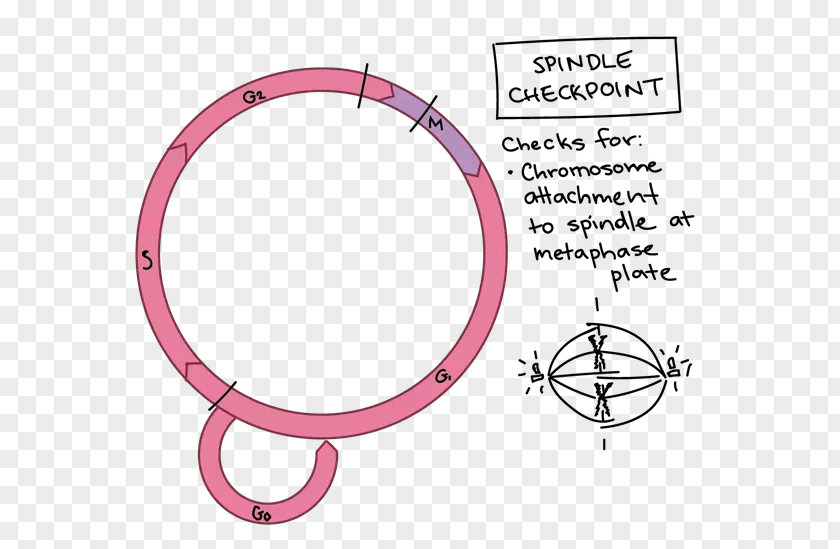 The Cell Cycle Checkpoint Eukaryotic PNG
