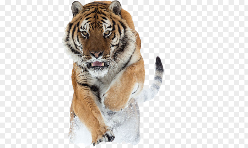 Tiger Lion Siberian Quotation Big Cat PNG