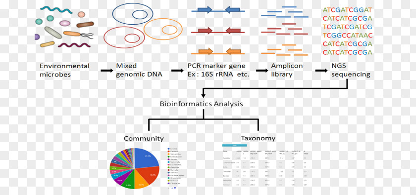 16S Ribosomal RNA Metagenomics Sequencing PNG