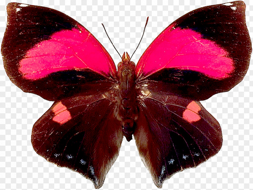 Butterfly,insect,specimen Butterfly Papillon Dog Insect PNG