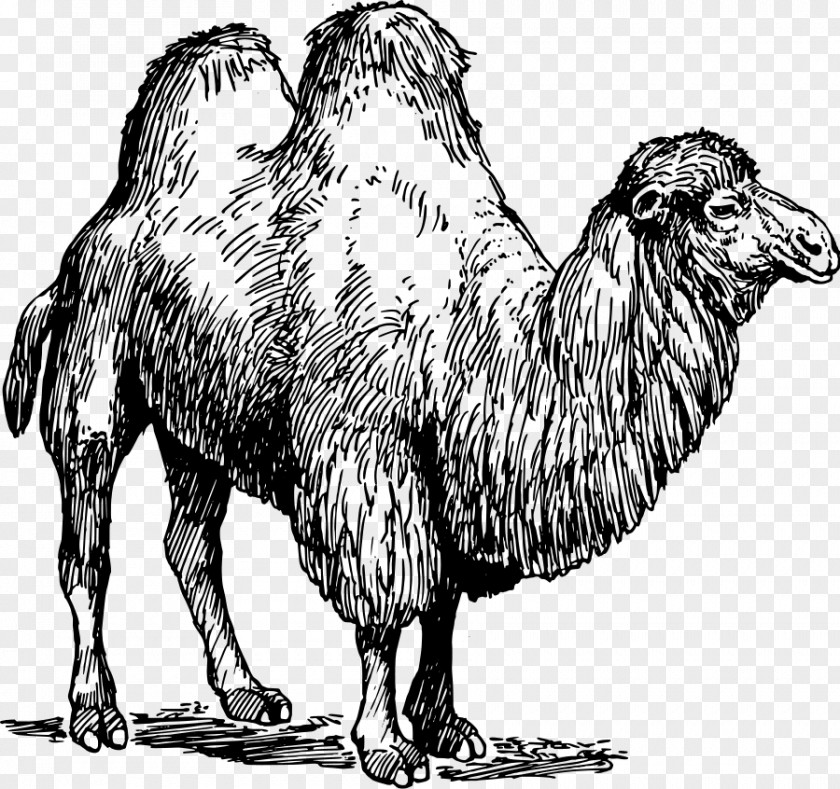 Camel Images Bactrian Dromedary Llama Common Ostrich Sheep PNG