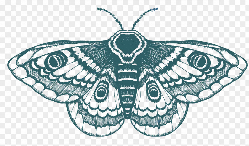 Moth Butterfly Drawing T-shirt Tattoo PNG