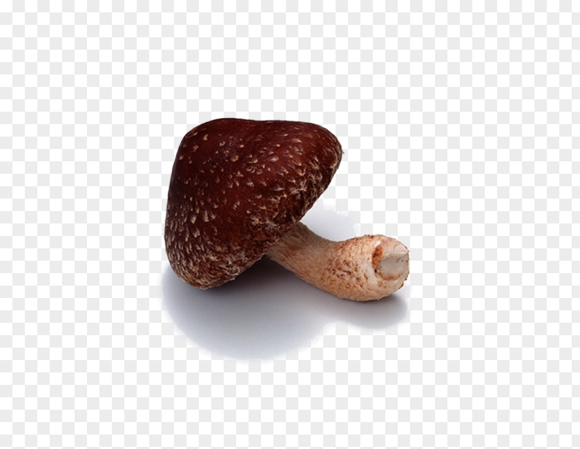 Mushroom Pictures Shiitake Vegetable PNG