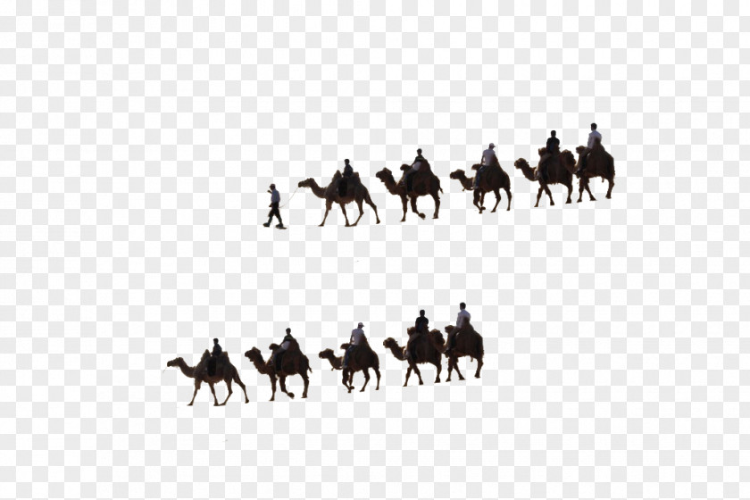 The Team Of Camels Camel Drawing Cartoon PNG