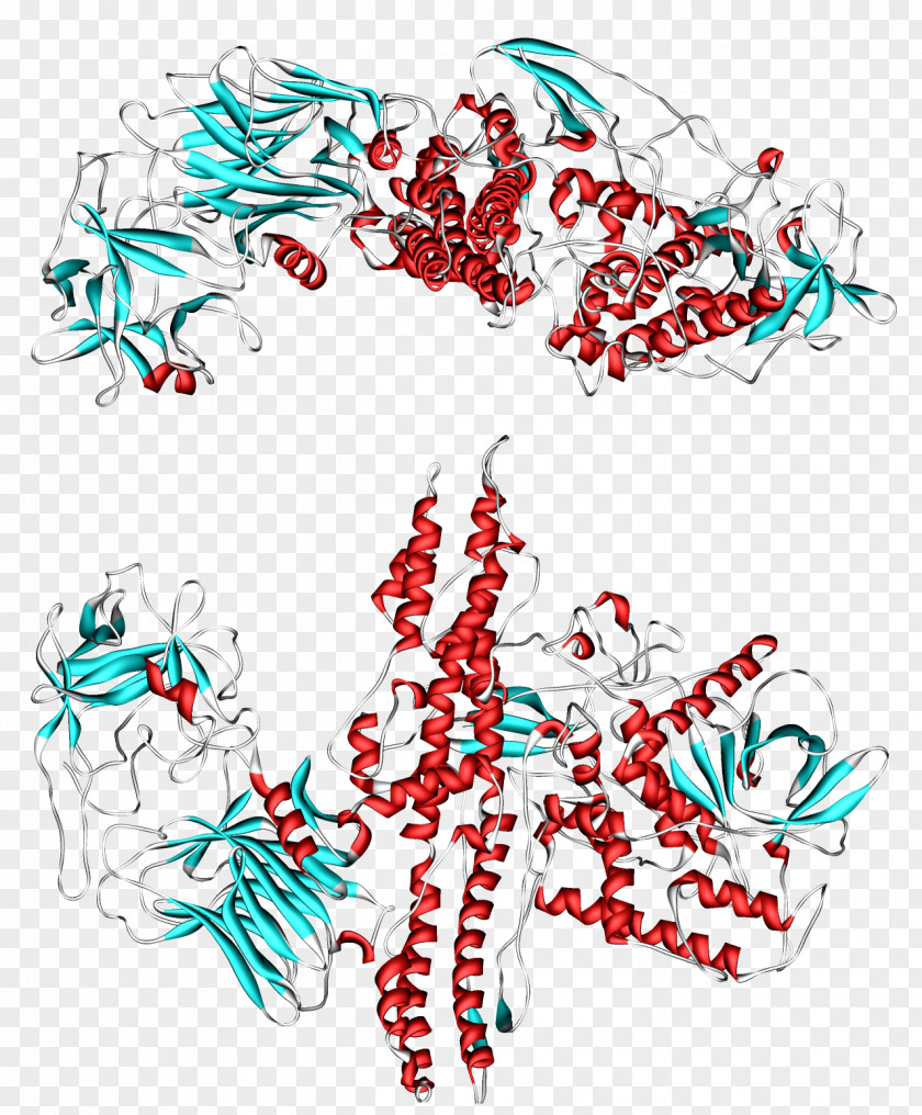 Transporter Clostridium Botulinum Toxin Botulism Neurotoxin PNG