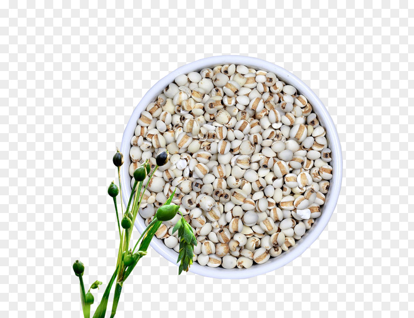 Barley Adlay Food Rice Moisture Seed PNG