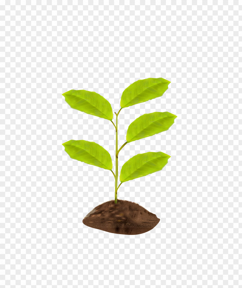 Green Fresh Saplings PNG