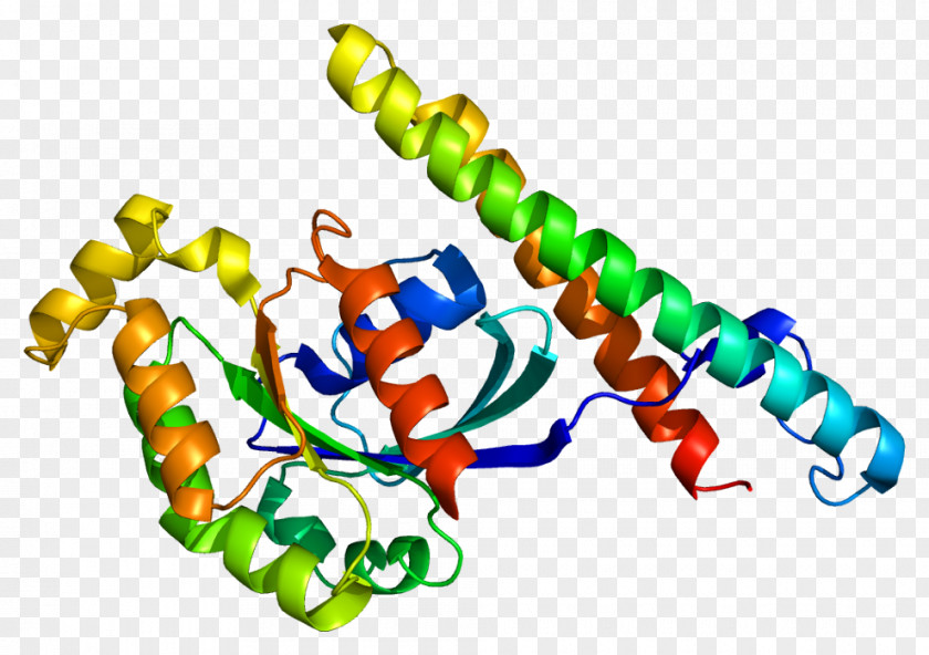 Protein Kinase C N1 Serine/threonine-specific PNG