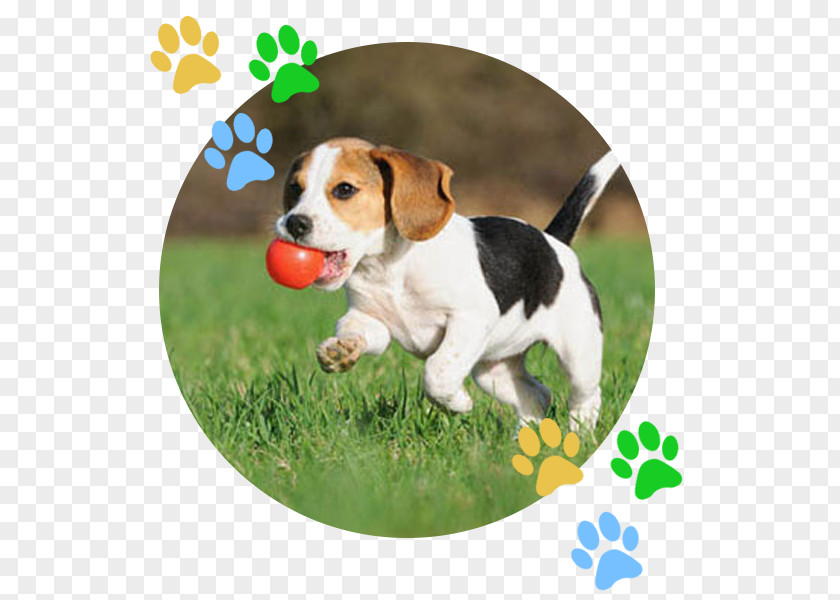 Puppy Beagle Kindergarten Dog Training Obedience PNG