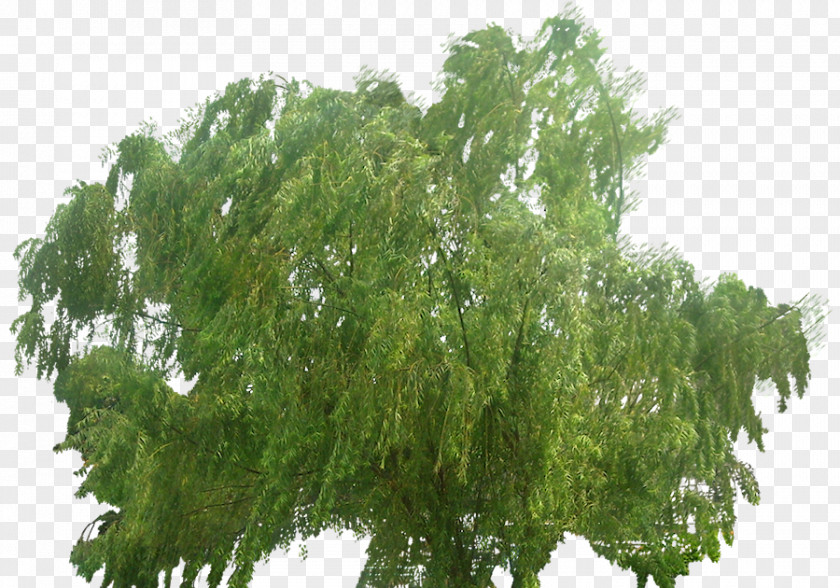 Willow Trees Weeping Tree Deciduous Conifers PNG