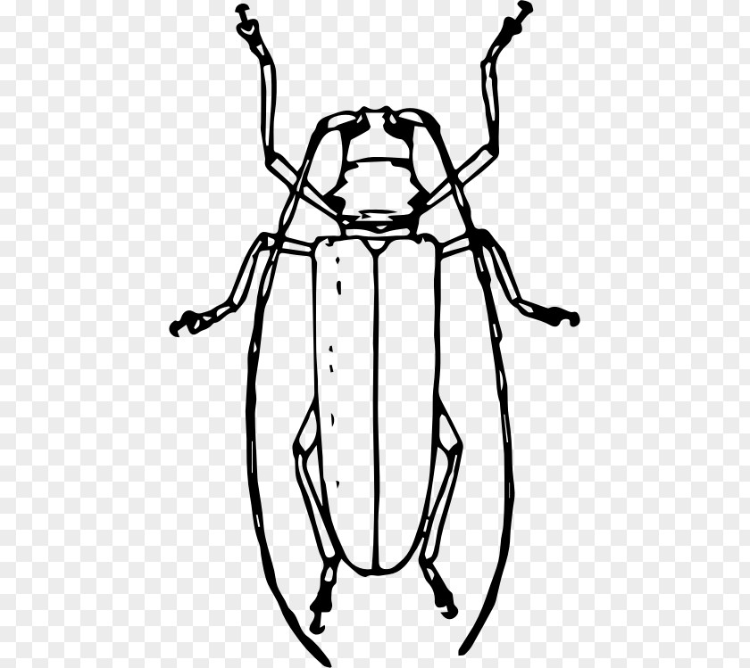 Beetle Longhorn Drawing Cardinal Clip Art PNG