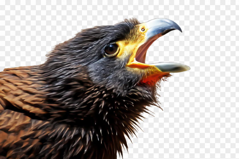 Bird Beak European Starling Cuckoo Eagle PNG