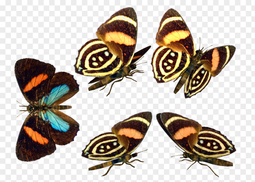 Butterfly Nymphalidae Moth Insect Wing PNG