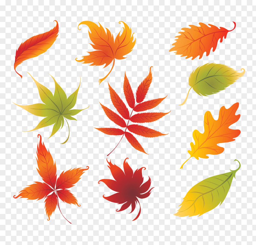 Fall Autumn Vector Graphics Stock Photography Leaf Color PNG