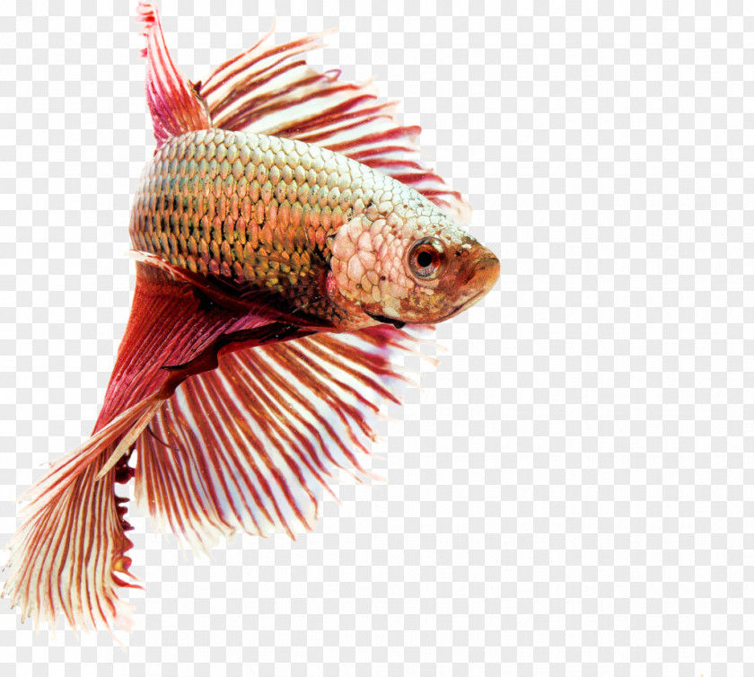 Fishes Siamese Fighting Fish Goldfish Koi Aquarium PNG