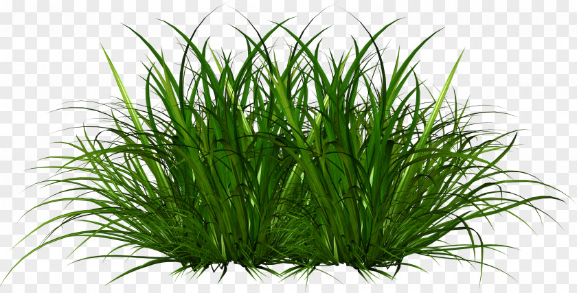 Flower Soil Green Grass Background PNG