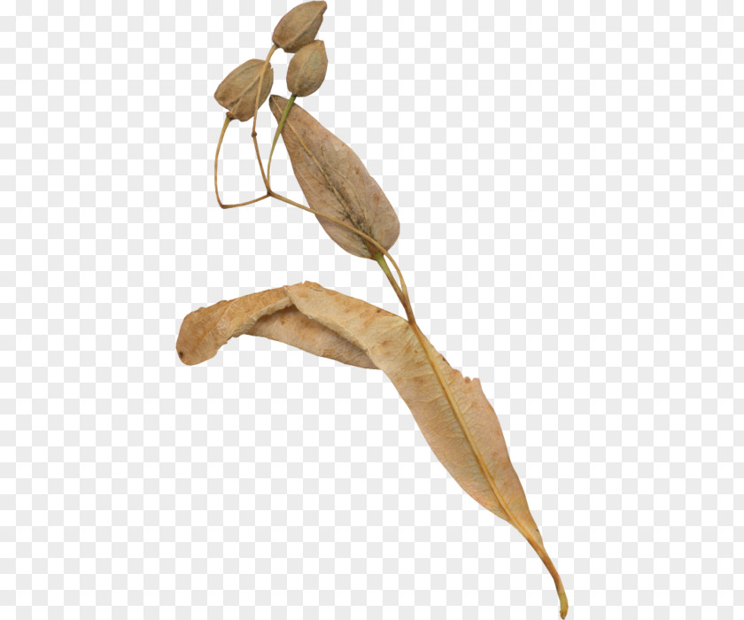Leaf Twig Brown PNG