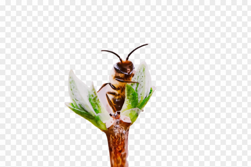 Plant Stem Flower Insect Pest Membrane-winged Wasp PNG