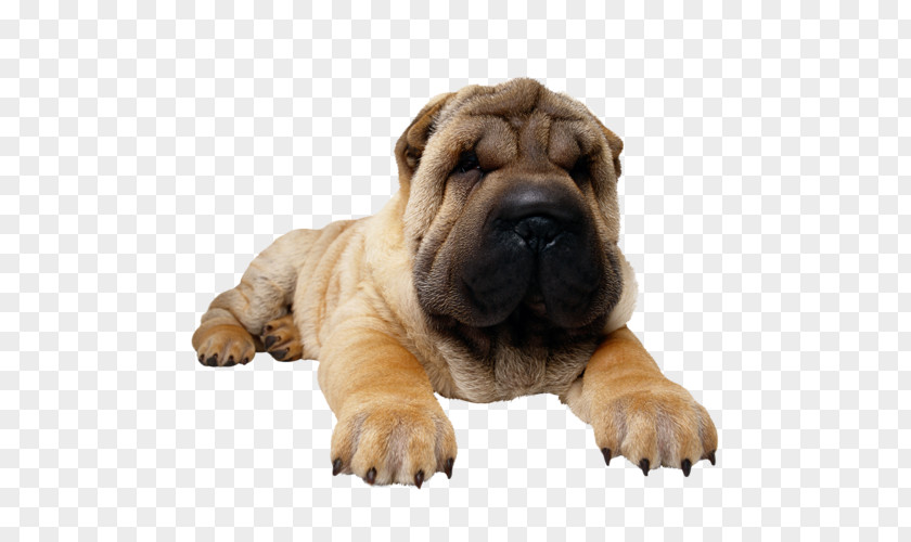 Puppy Mini Shar Pei Pug PNG